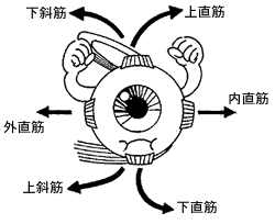 解剖学 図解 イラスト とゴロで簡単 外眼筋 作用 支配神経 の覚え方 森元塾 国家試験対策 Note 解剖学 図解 イラスト とゴロで簡単 外眼筋 作用 支配神経 の覚え方 森元塾 国家試験対策 Note