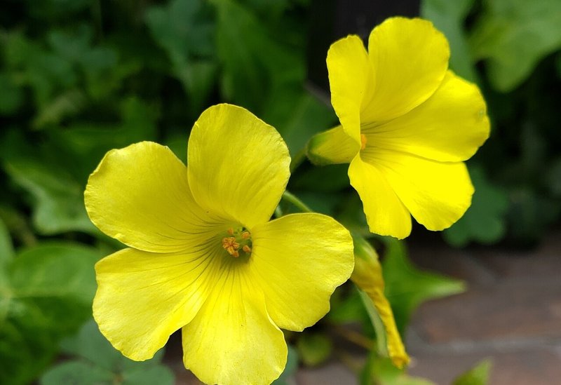 黄色い花①
