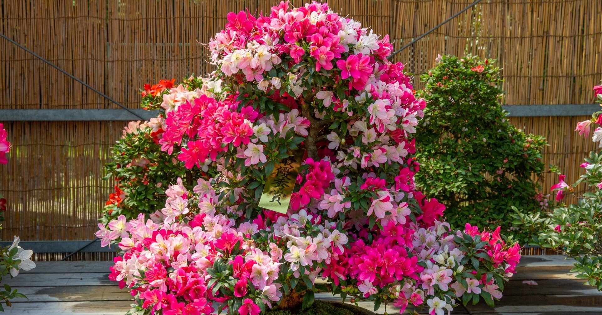 サツキの盆栽展｜Zenpaku