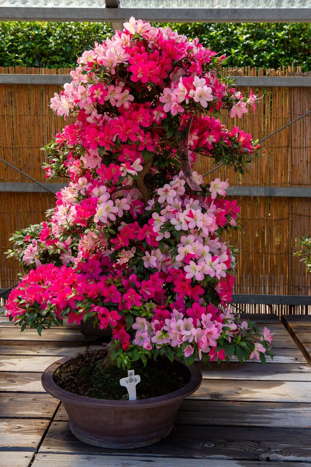 サツキの盆栽展 Zenpaku Note サツキの盆栽展 Zenpaku Note