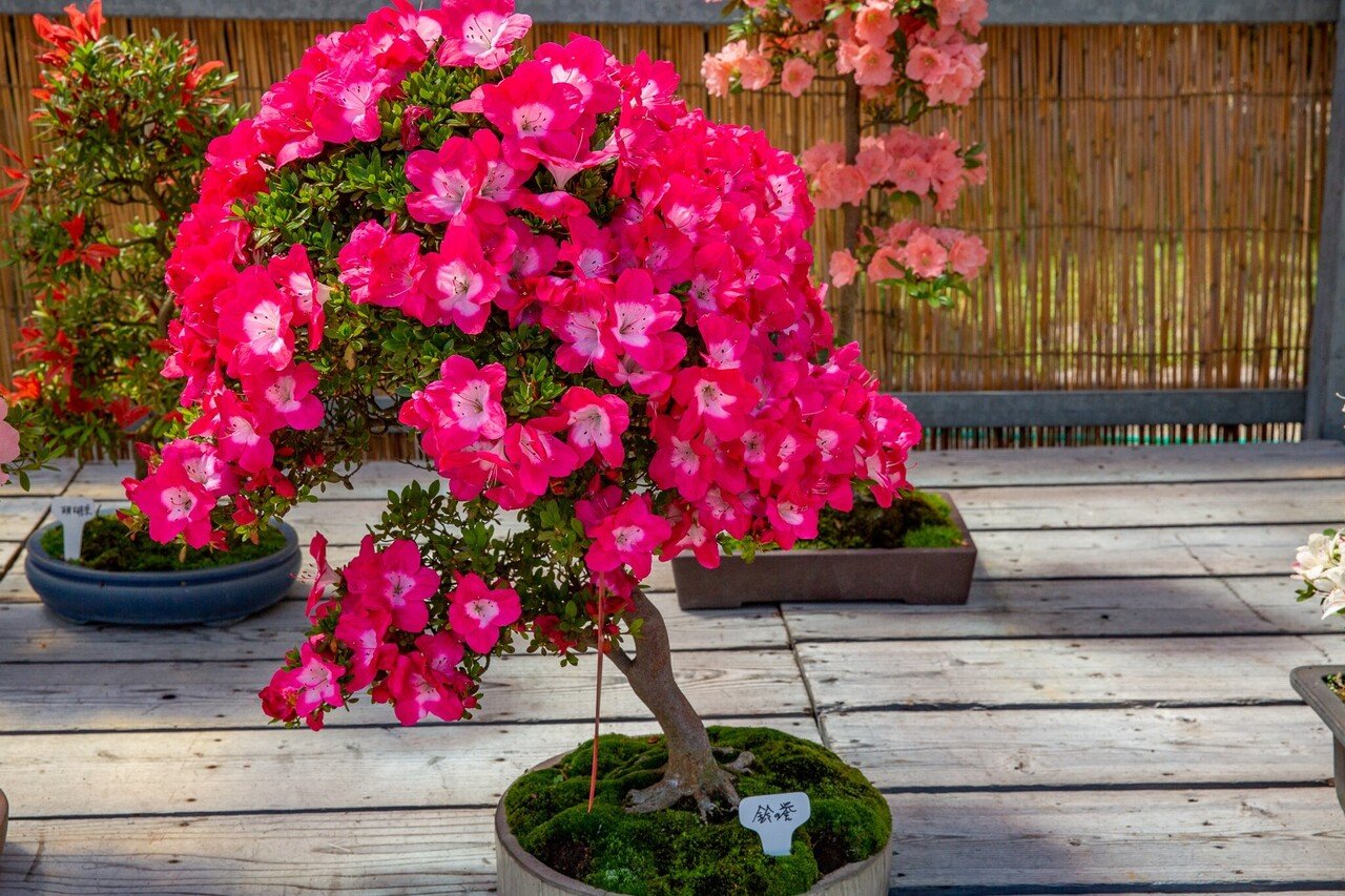 サツキの盆栽展｜Zenpaku