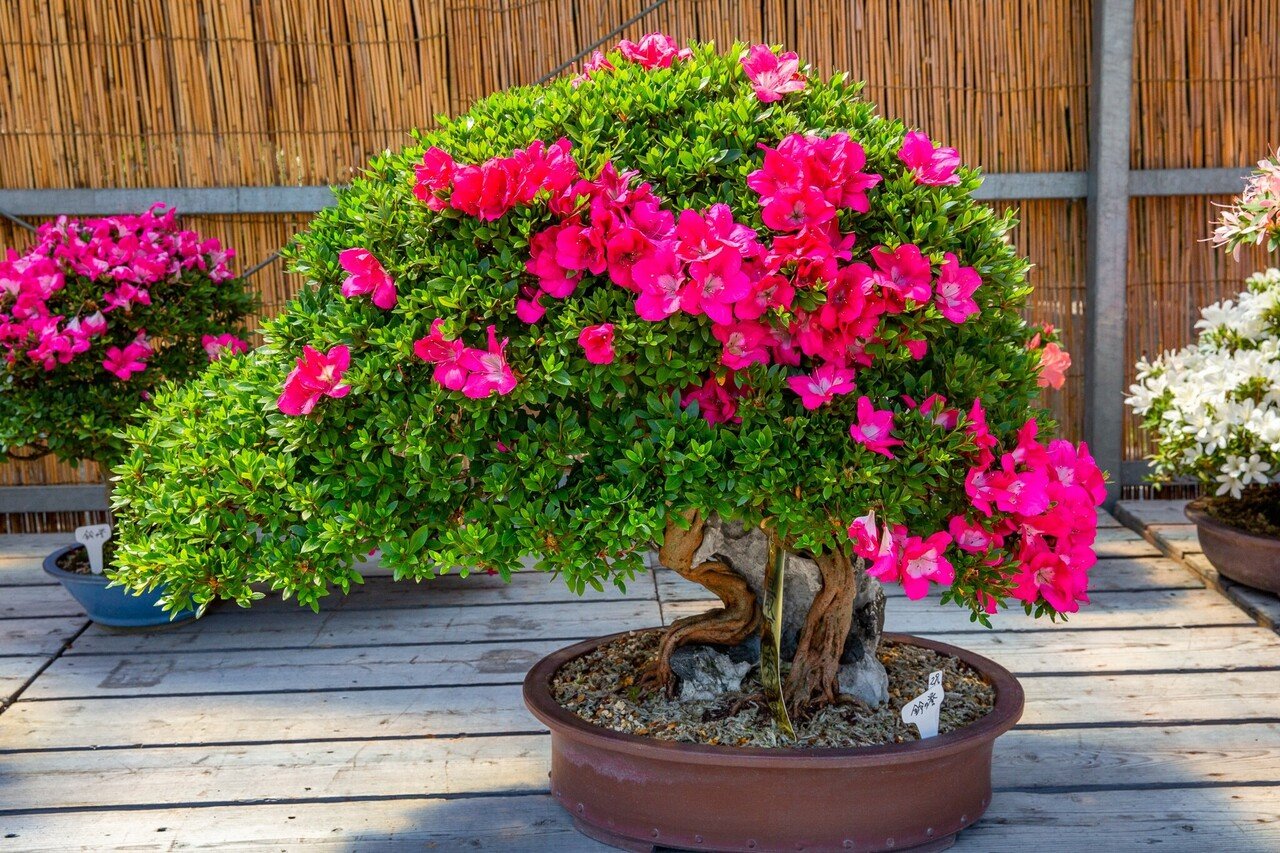 サツキの盆栽展｜Zenpaku