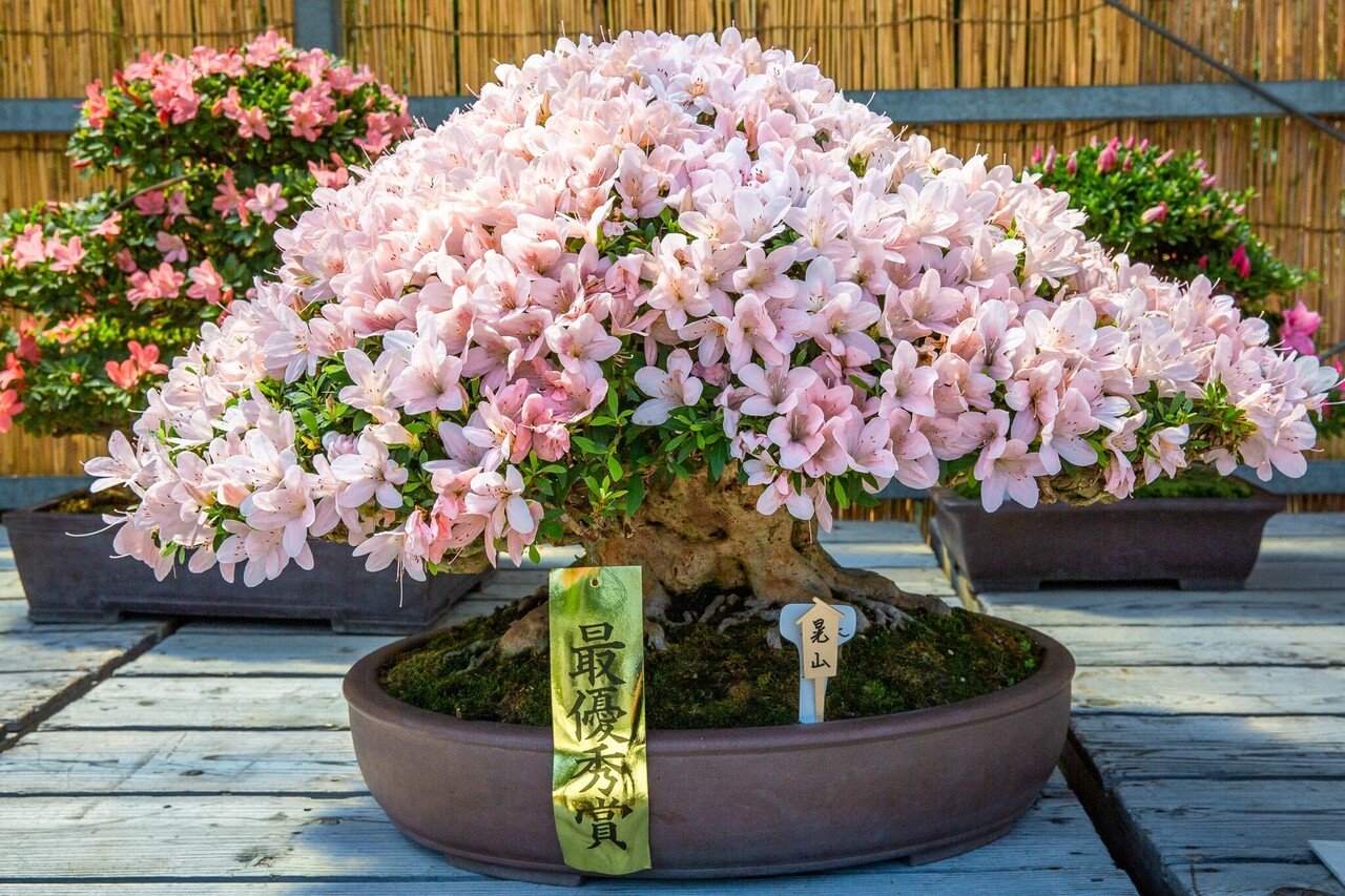 サツキの盆栽展｜Zenpaku