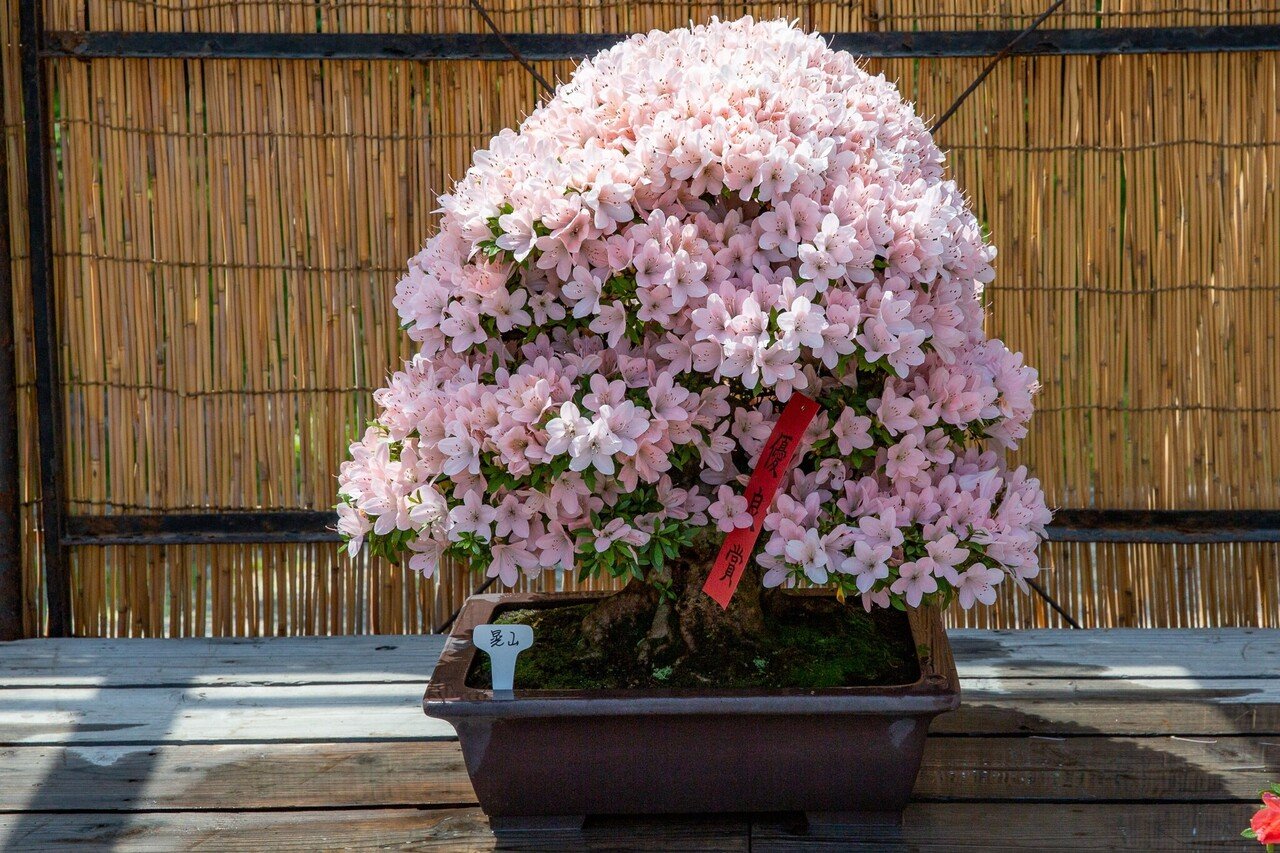 サツキの盆栽展｜Zenpaku