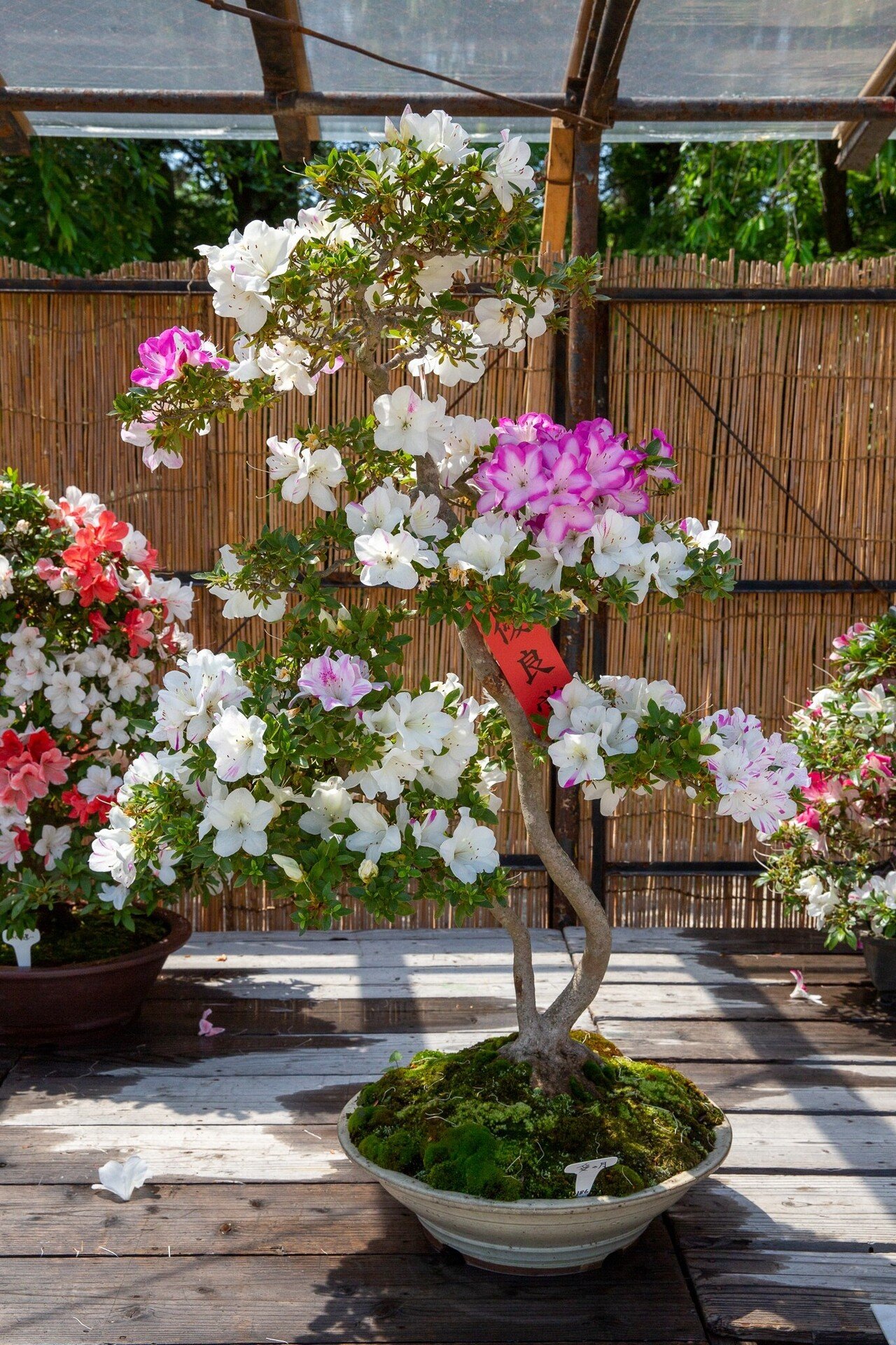 サツキの盆栽展｜Zenpaku