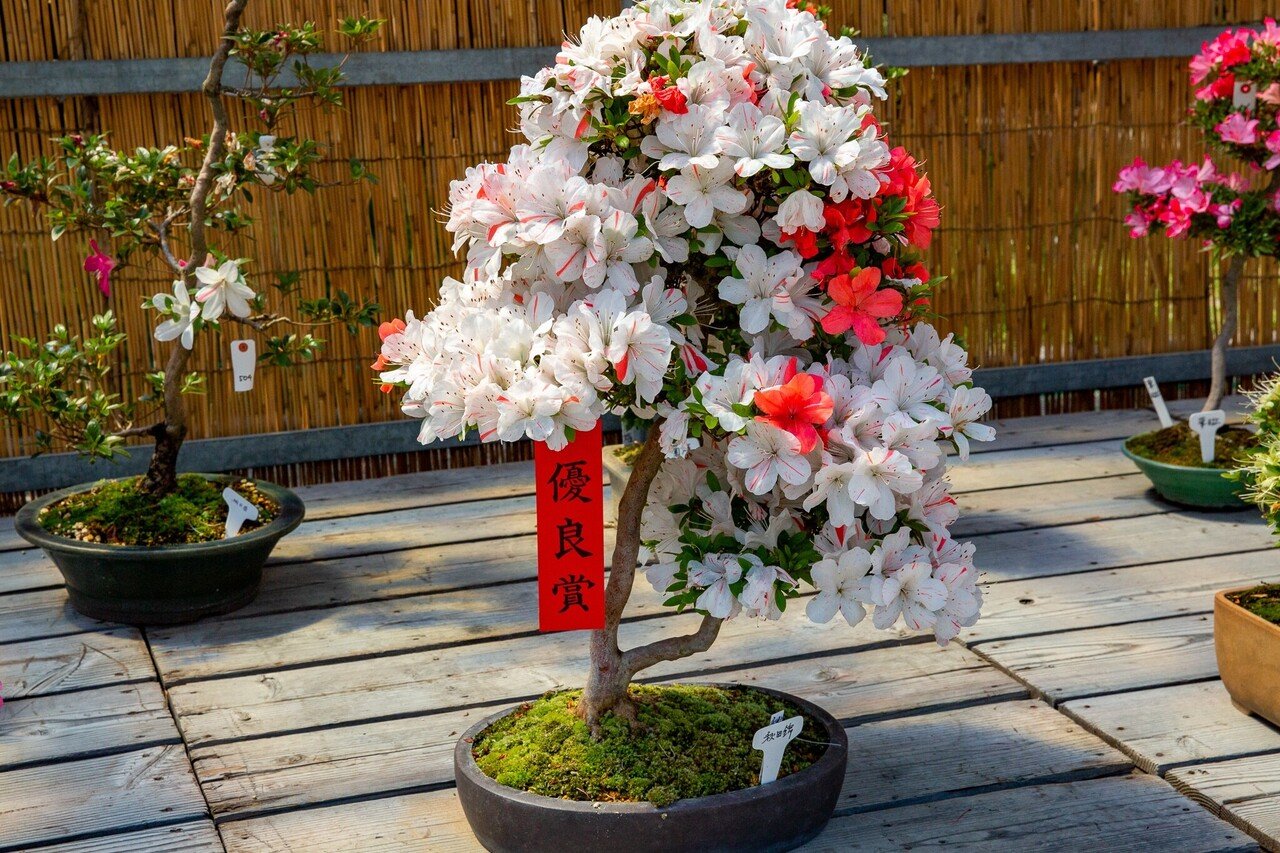 サツキの盆栽展｜Zenpaku