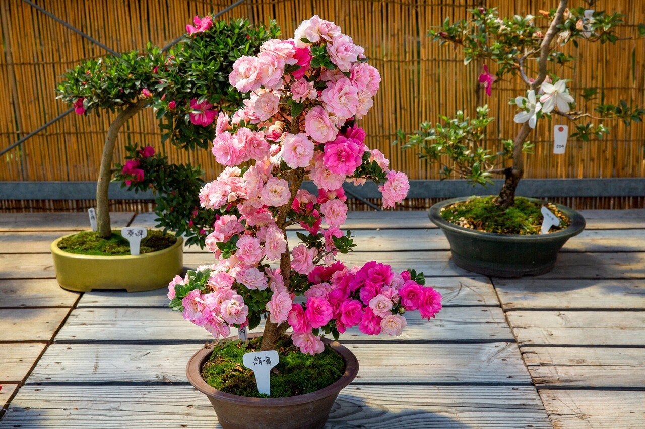 サツキの盆栽展｜Zenpaku