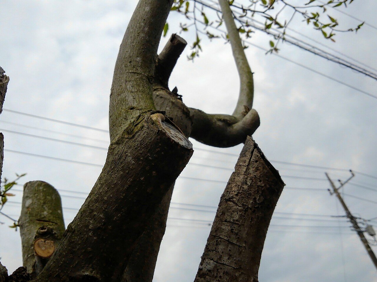 挿し木で桜咲く 柴田百合子 Note