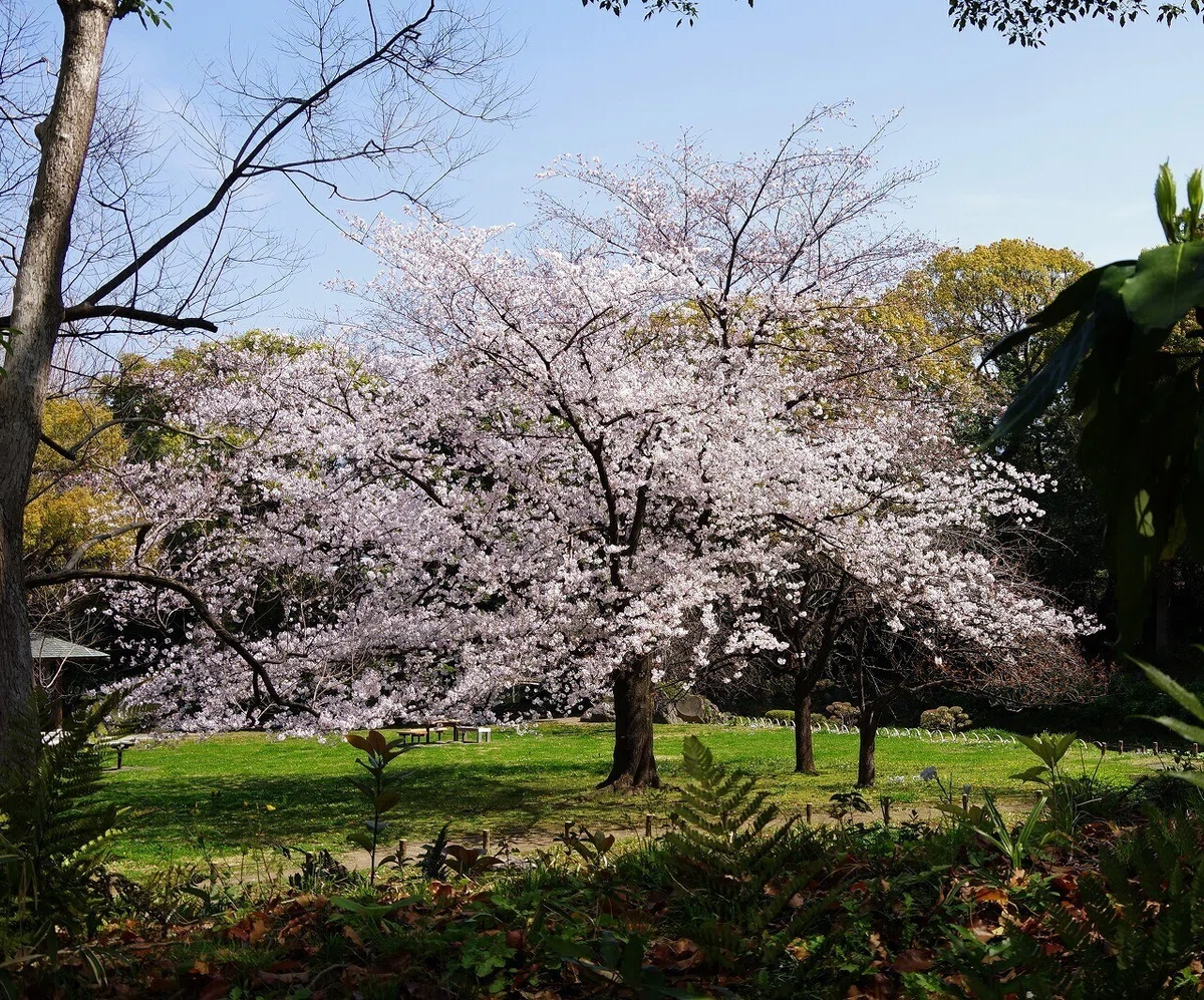 桜_清澄庭園_20210328