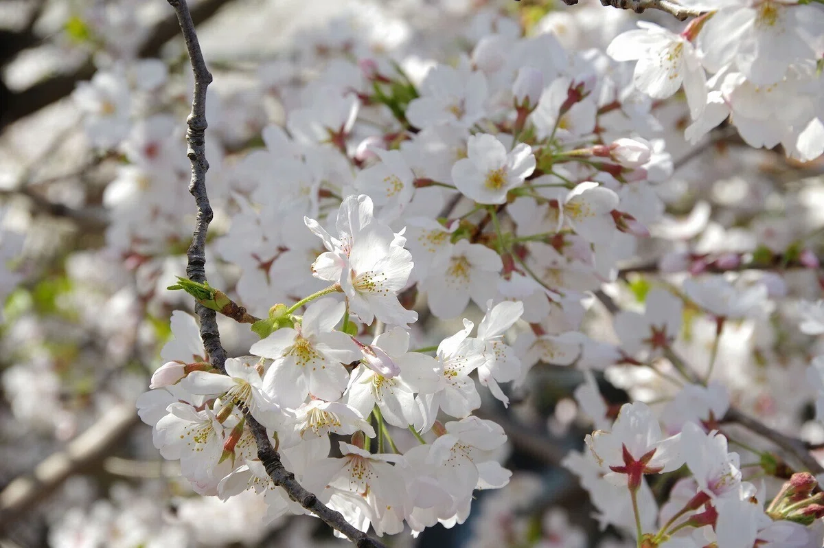 桜_清澄庭園_20210328_4