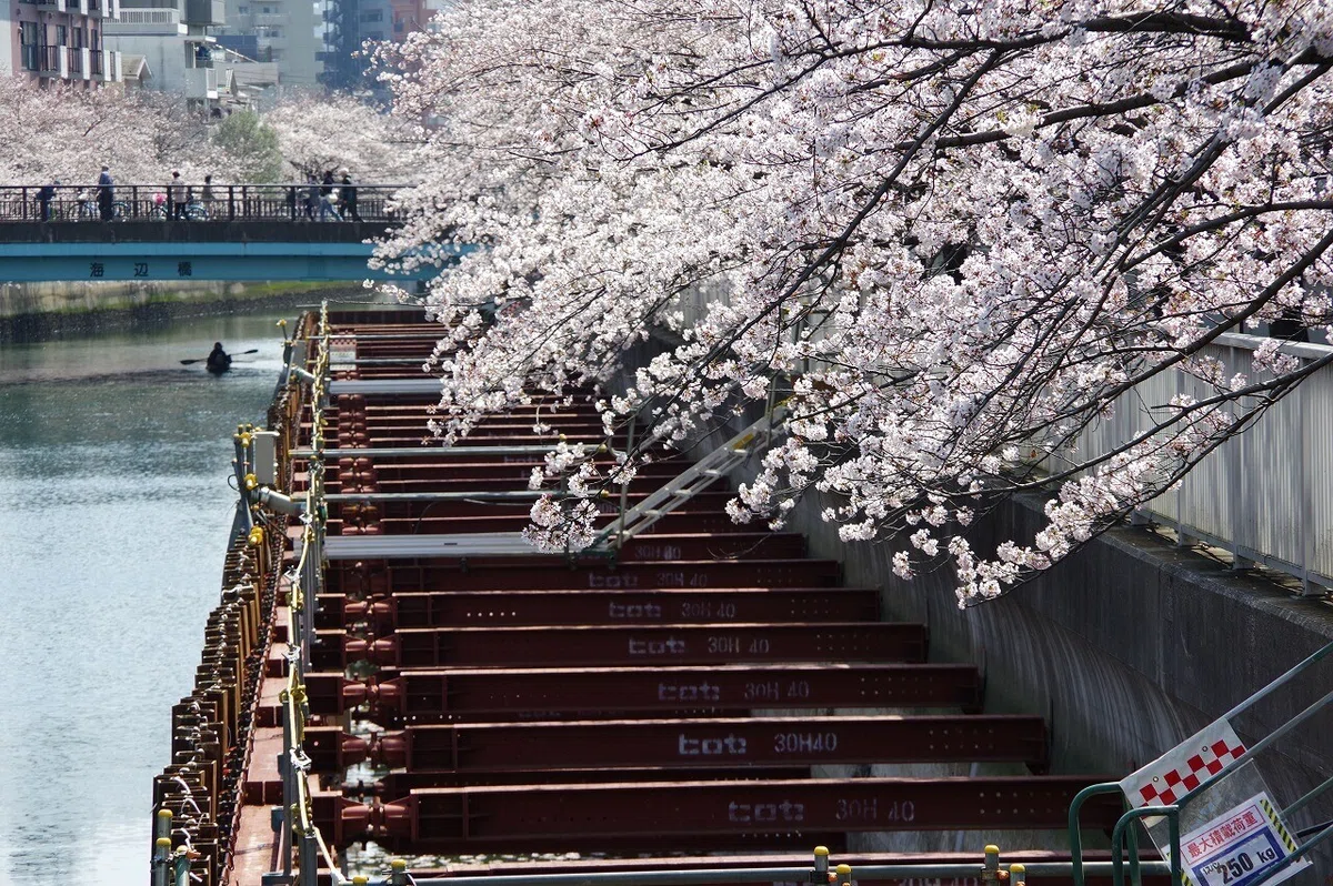 桜_清澄庭園_20210328_5