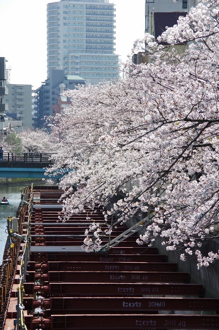 桜_清澄庭園_20210328_6