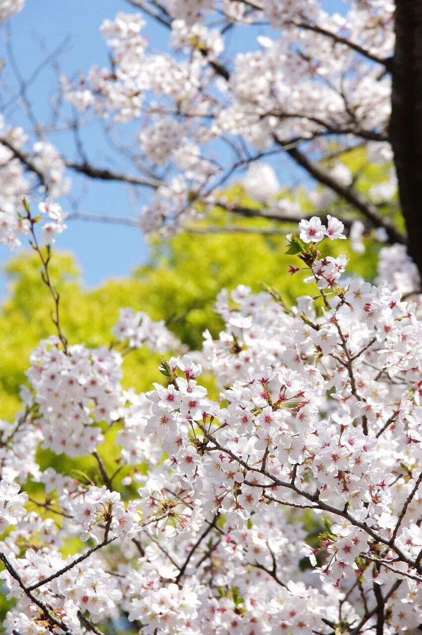 桜_清澄庭園_20210328_7