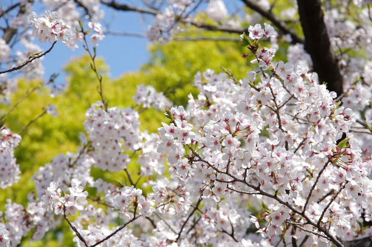 桜_清澄庭園_20210328_8