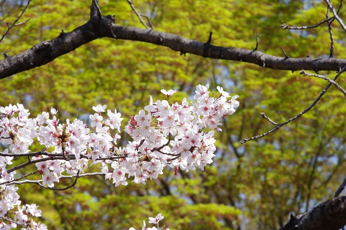桜_清澄庭園_20210328_9