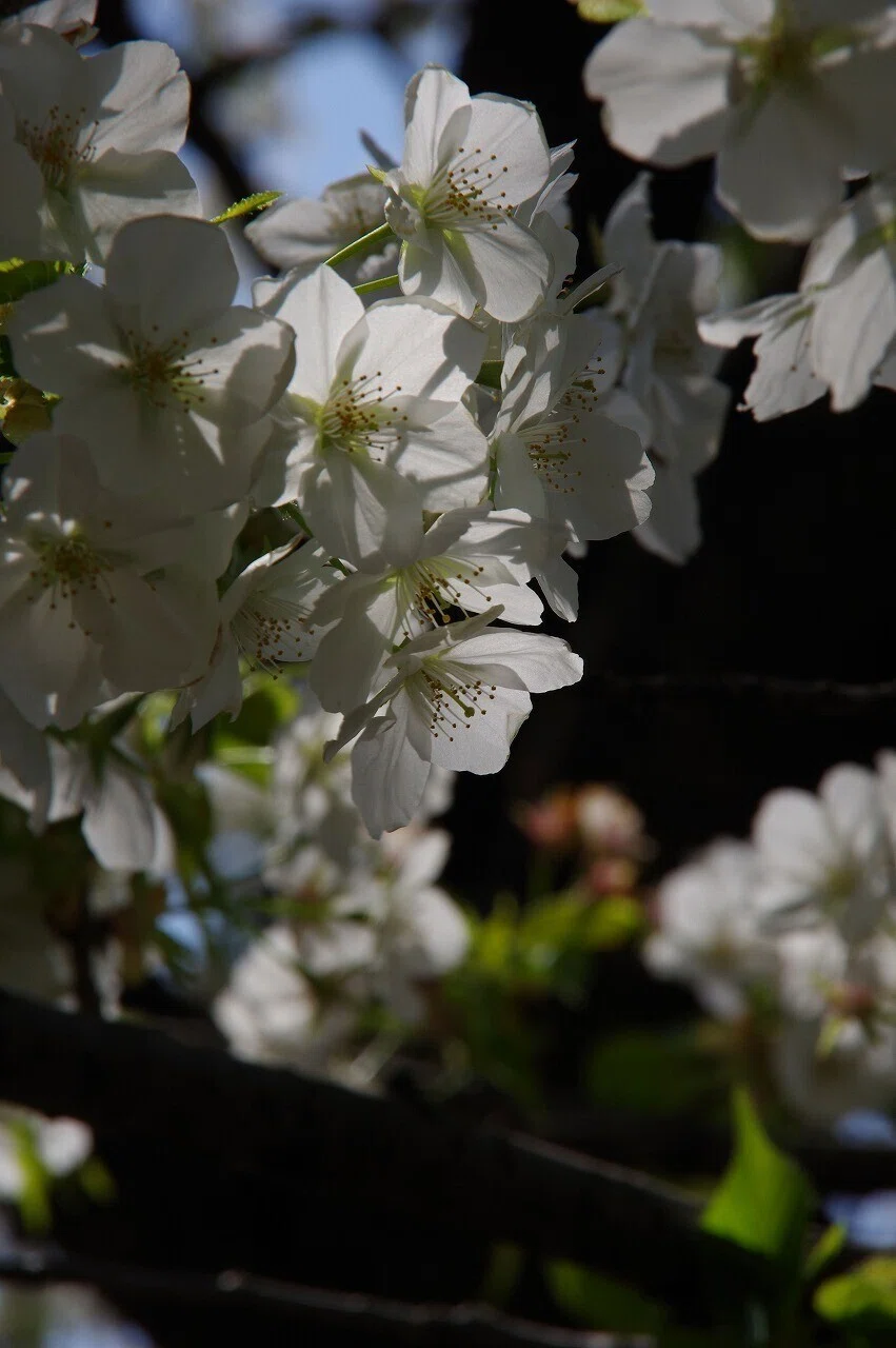 桜_清澄庭園_20210328_10
