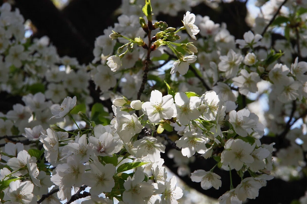 桜_清澄庭園_20210328_11