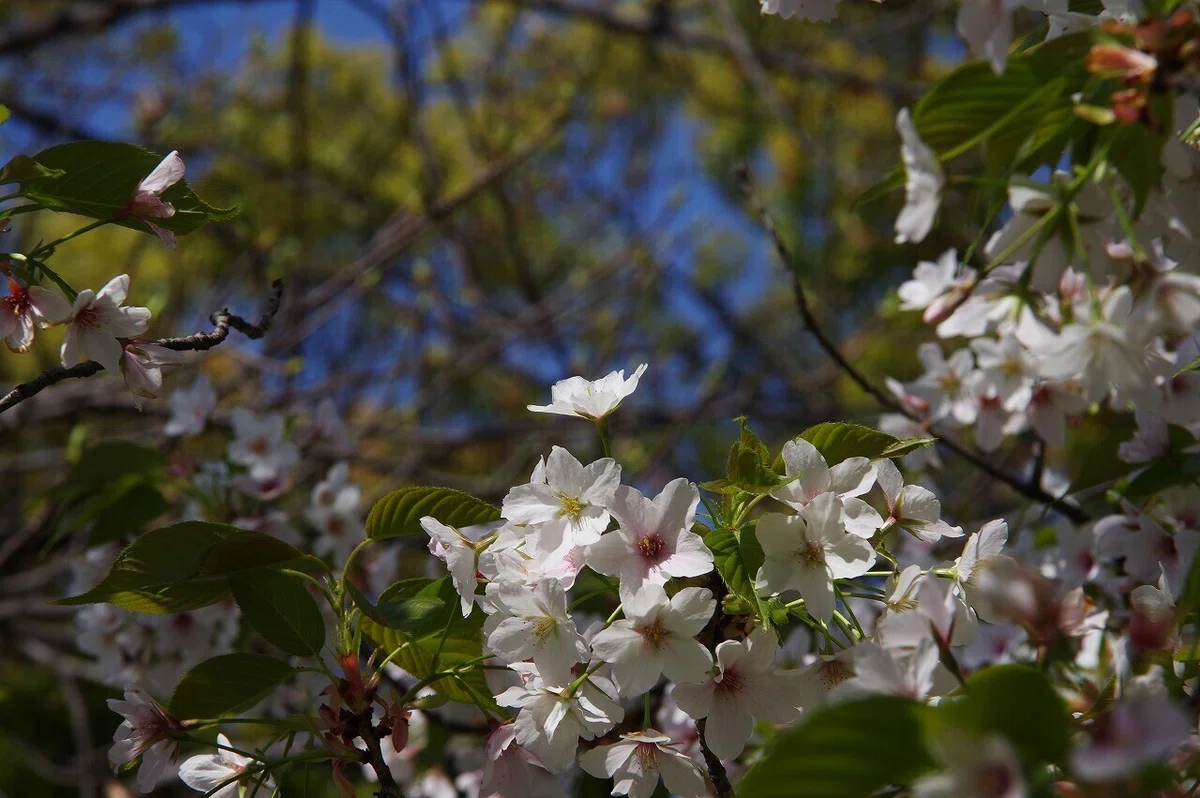 桜_清澄庭園_20210328_12