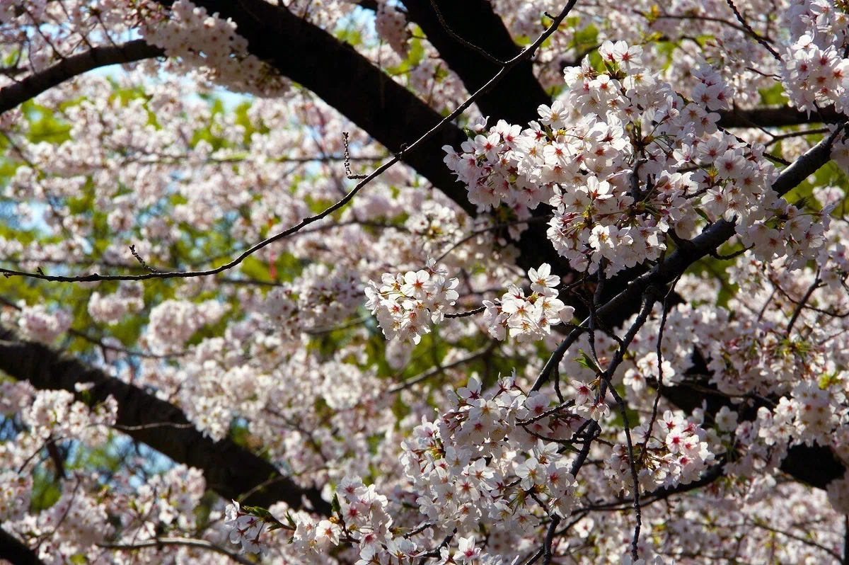 桜_清澄庭園_20210328_13