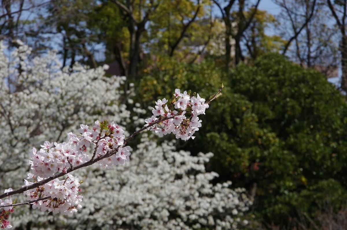 桜_清澄庭園_20210328_14