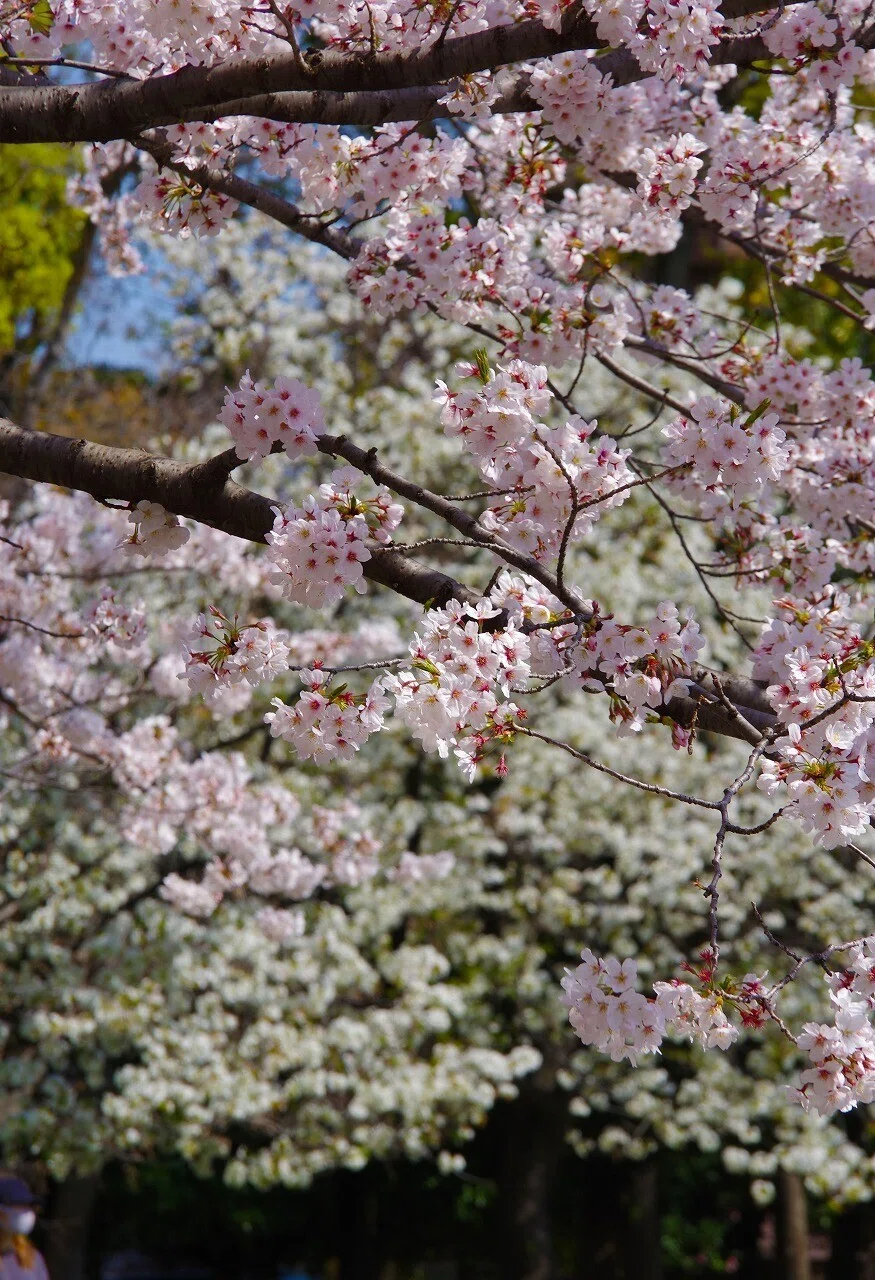桜_清澄庭園_20210328_15