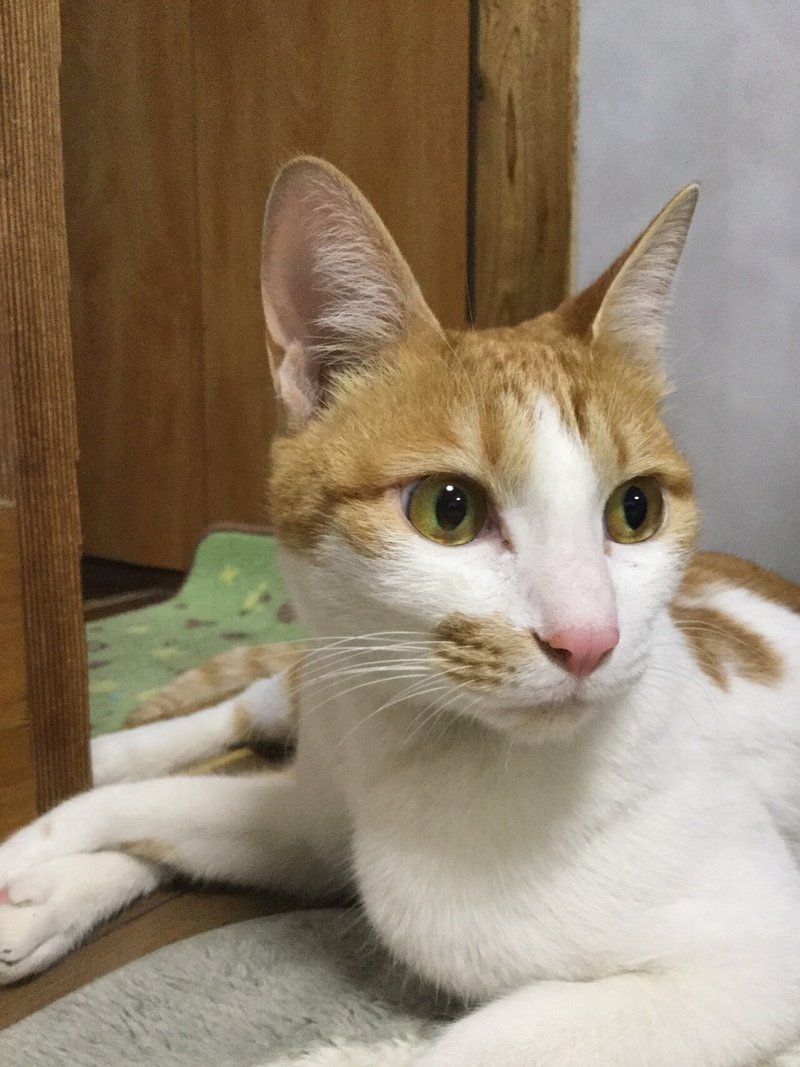 猫に霊感はあるか 雑談記事 かごしま個人ボラ冬桜の猫活な日々 Note