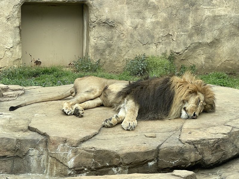 スーパーアニマルライフ 21年3月26日の日記 しば Note