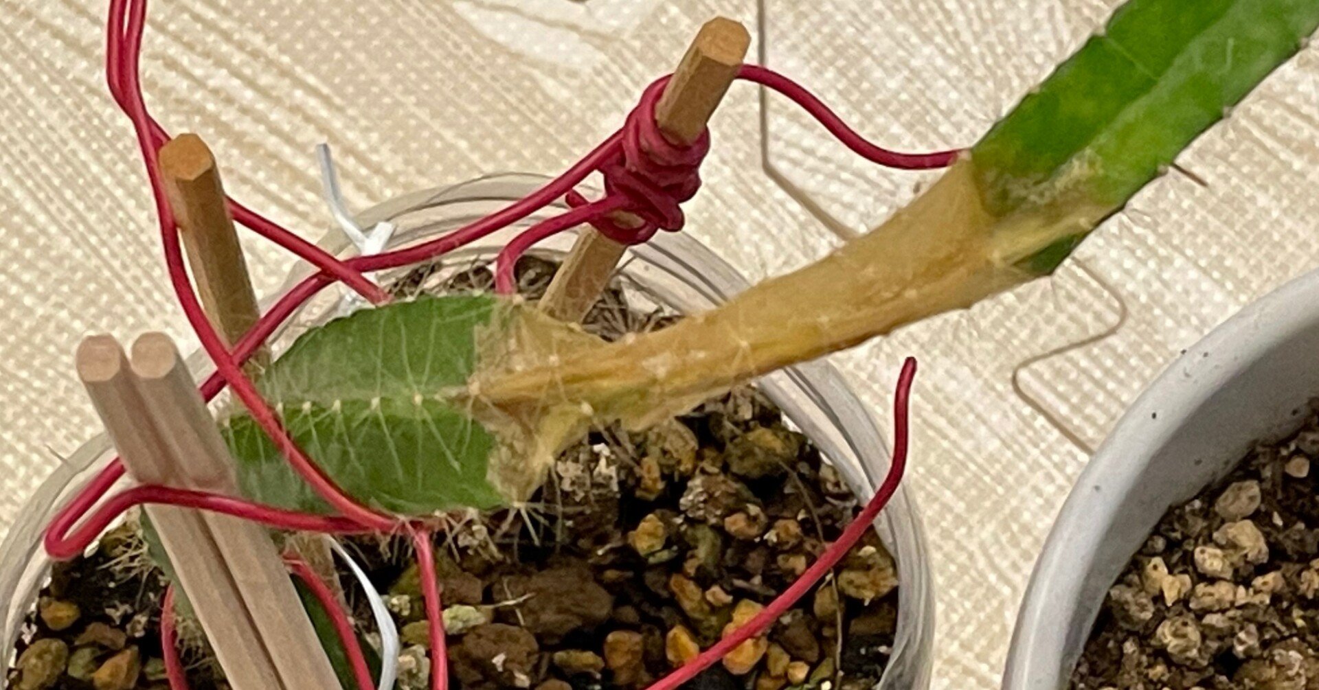 ドラゴンフルーツの凍傷部分を切除しました Calancolon Note