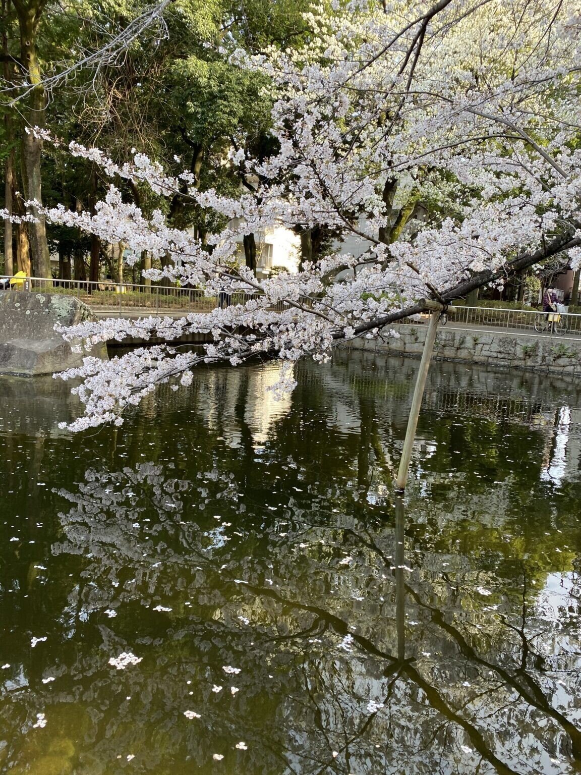 水に映る桜
