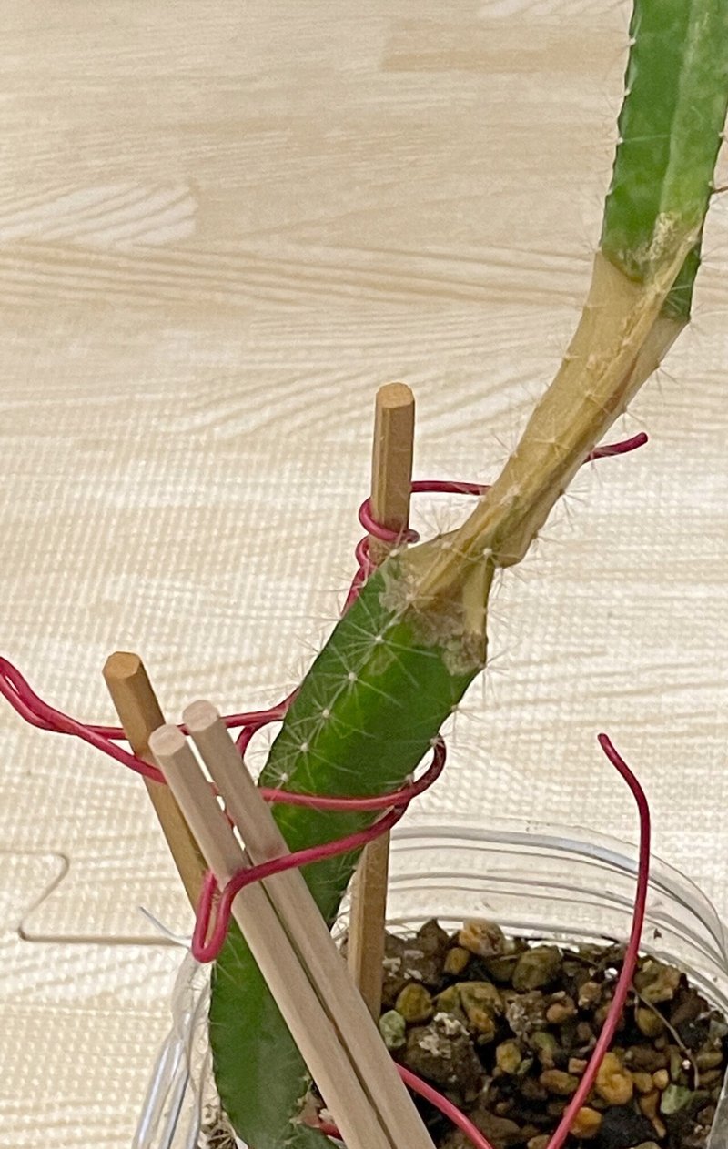 ドラゴンフルーツの凍傷部分を切除しました Calancolon Note