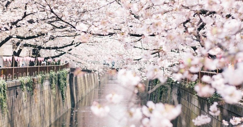 【桜の季節になりました】