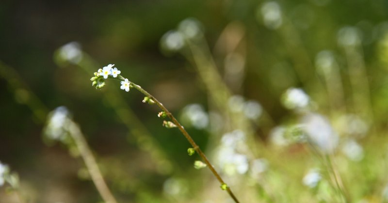 ほら キュウリの香りがするでしょ え そうですか キュウリグサ ハナイバナ うりぼう Note