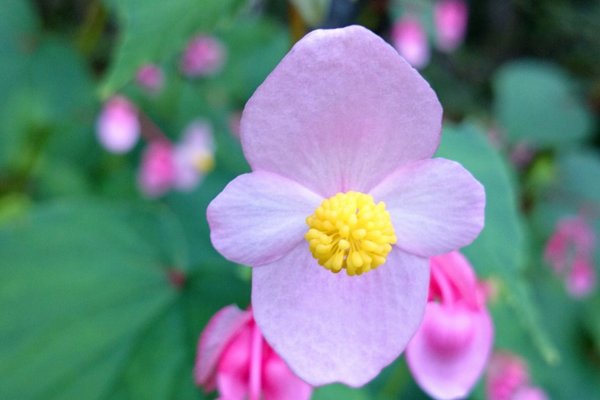 秋海棠の花言葉片思い可憐な人繊細恋の悩みなど の新着タグ記事一覧 Note つくる つながる とどける 秋海棠の花言葉片思い可憐な人繊細恋の悩みなど の新着タグ記事一覧 Note つくる つながる とどける