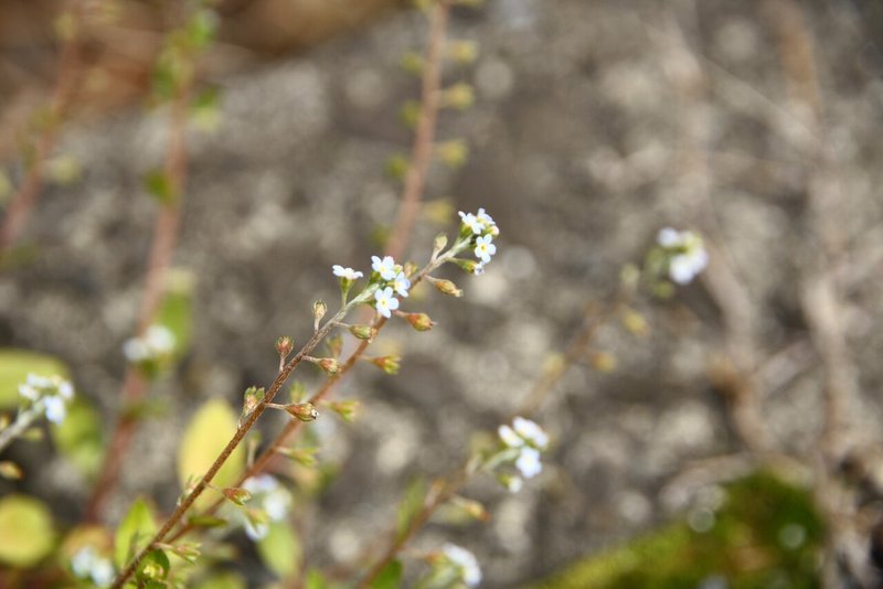 ほら キュウリの香りがするでしょ え そうですか キュウリグサ ハナイバナ うりぼう Note ほら キュウリの香りがするでしょ え そうですか キュウリグサ ハナイバナ うりぼう Note