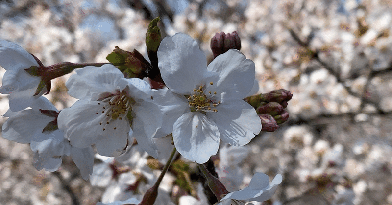 食物アレルギーの人が桜の季節を楽しむ方法（10代の子どもたちへ）