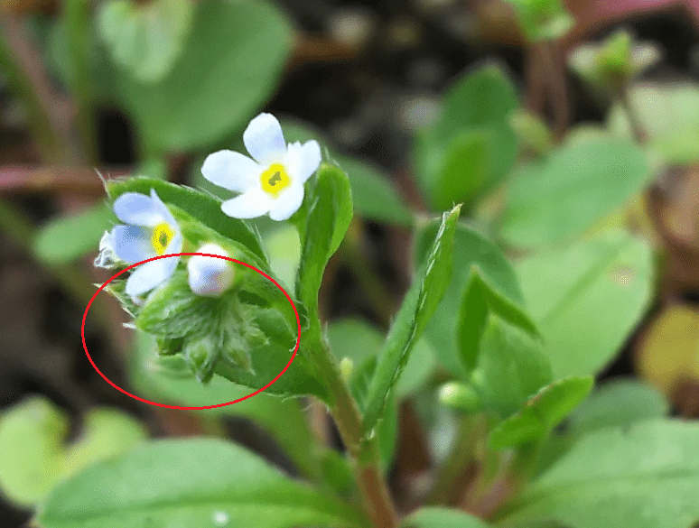 ほら キュウリの香りがするでしょ え そうですか キュウリグサ ハナイバナ うりぼう Note ほら キュウリの香りがするでしょ え そうですか キュウリグサ ハナイバナ うりぼう Note