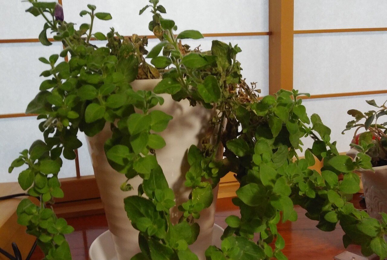 サフィニアの挿し芽 1 園芸 太郎 Note サフィニアの挿し芽 1 園芸 太郎 Note