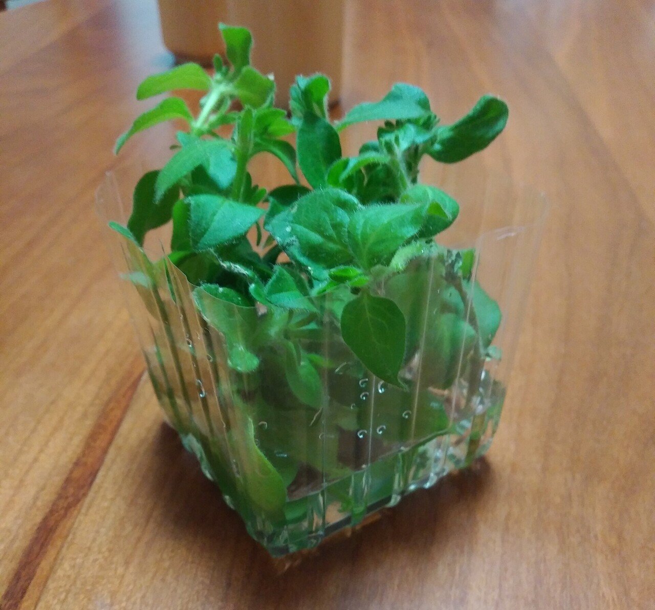 サフィニアの挿し芽 1 園芸 太郎 Note