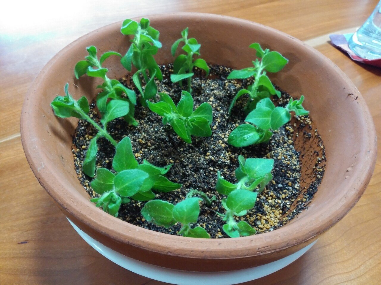 サフィニアの挿し芽 1 園芸 太郎 Note