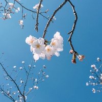 しいたけ の月刊おひつじ座 21 04 しいたけ占いのしいたけ
