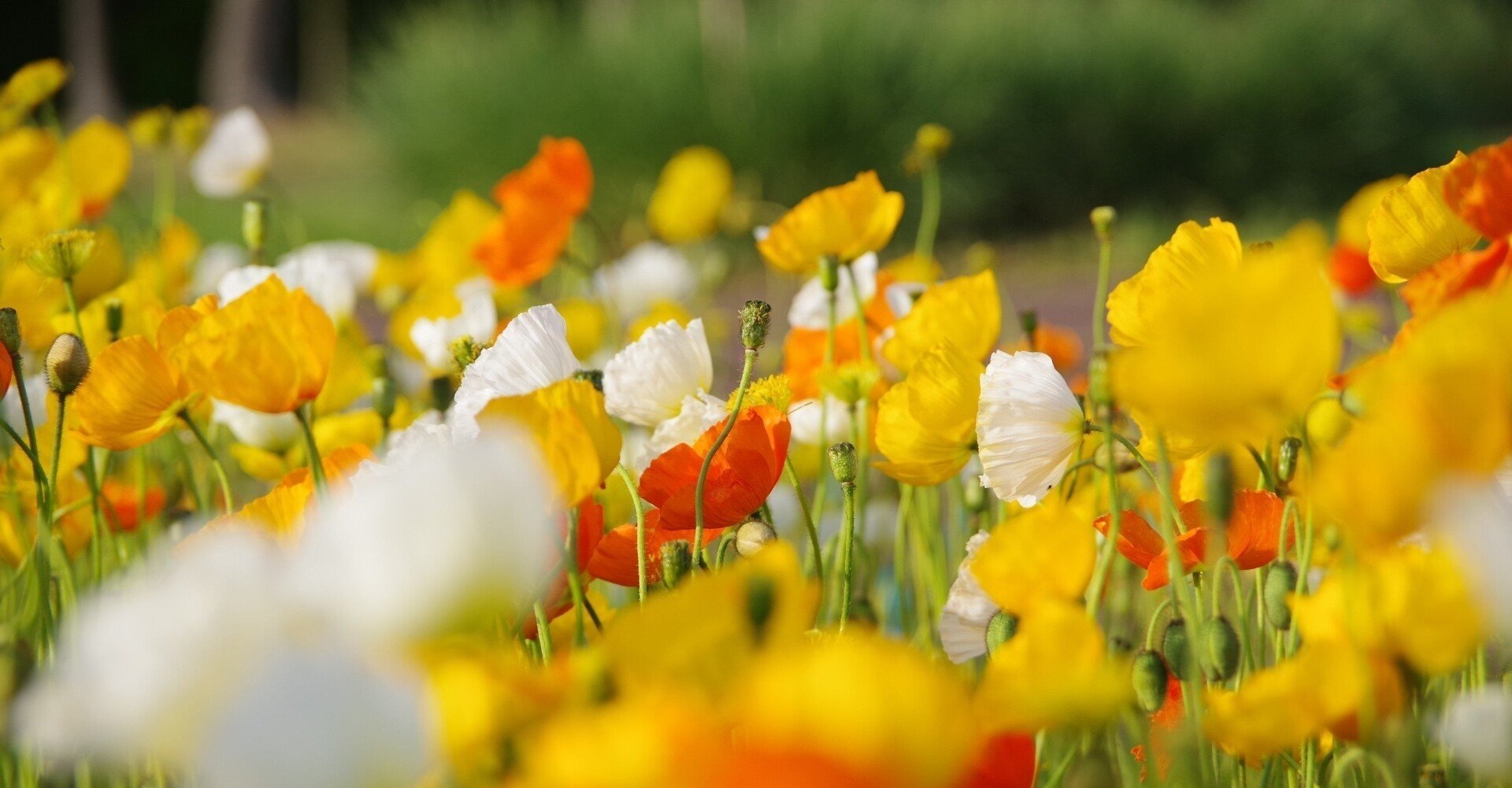 4月の山羊座の運勢 しいたけ占いのしいたけ