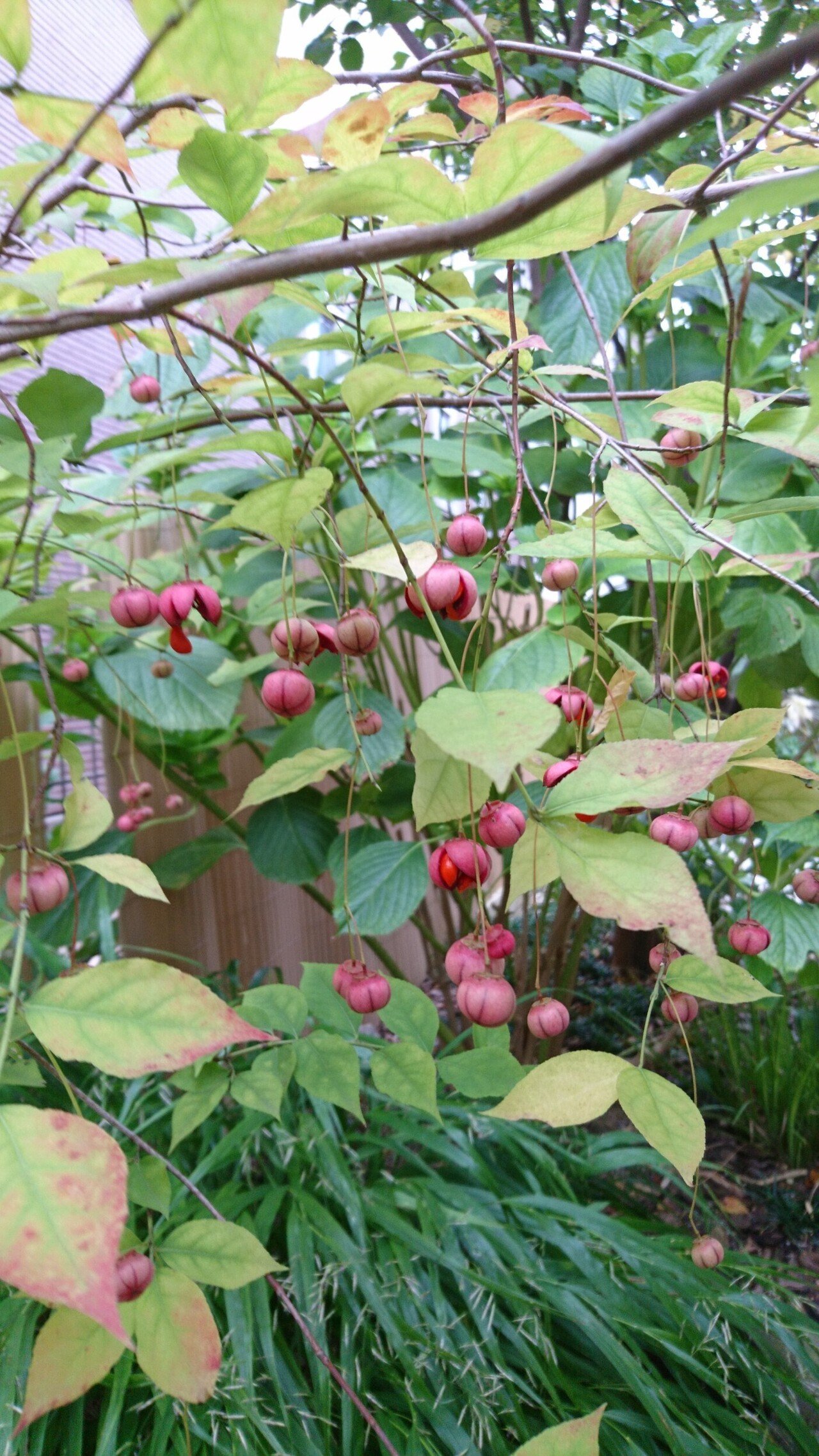 雑木林風のお庭に　ツリバナ　赤い実　紅葉　吊り花　落葉樹 雑木林風のお庭にツリバナ赤い実紅葉吊り花落葉樹