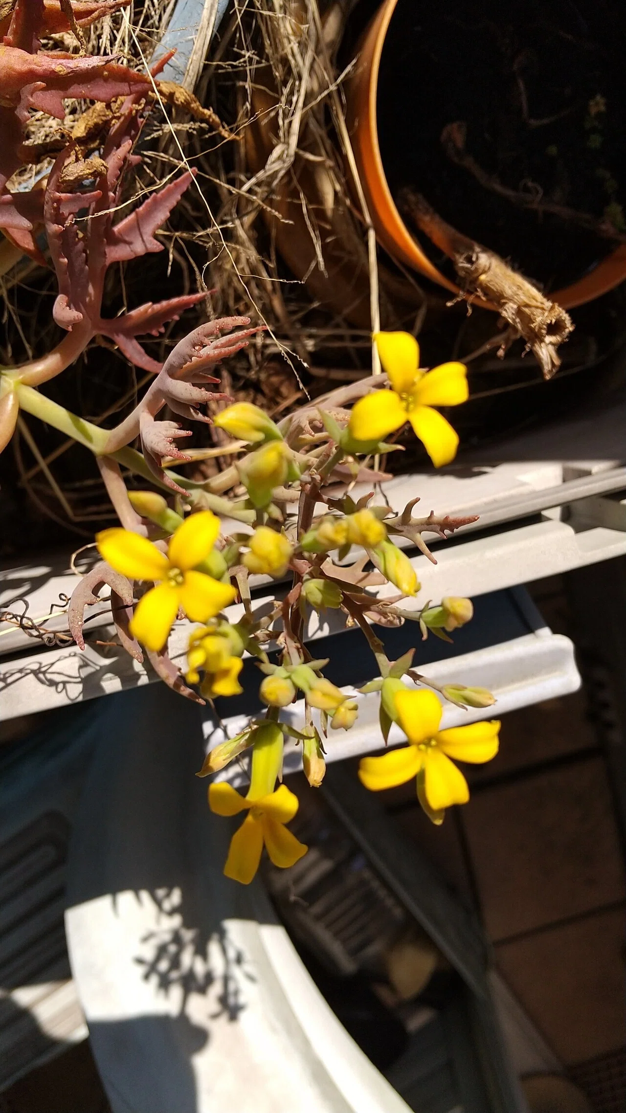 冬もみじの花 めいず Note