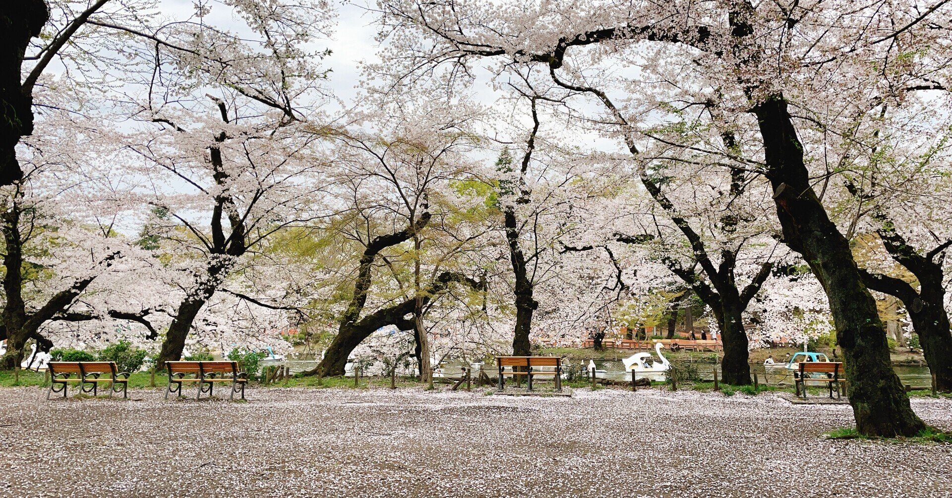 さらに桜の季節が好きになる 桜 についてのあれこれ Ayumi Fujimoto 藤本 あゆみ At Will Work Plug And Play Japan