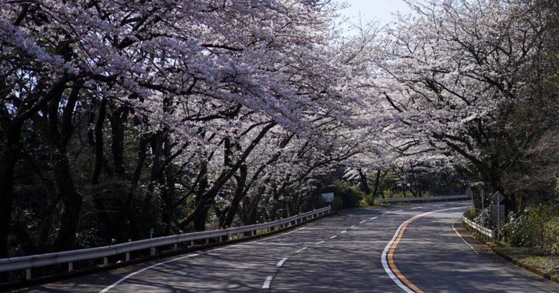 Withコロナの花見は 桜並木ドライブでソーシャルディスタンス確保 ぶらり ドライブガイド ぶらドラ Note Withコロナの花見は 桜並木ドライブでソーシャルディスタンス確保 ぶらり ドライブガイド ぶらドラ Note