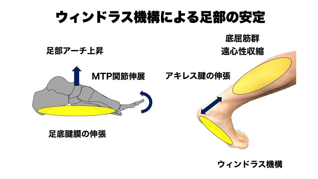 アキレス腱障害｜➃ CKCトレーニング｜L-fit.