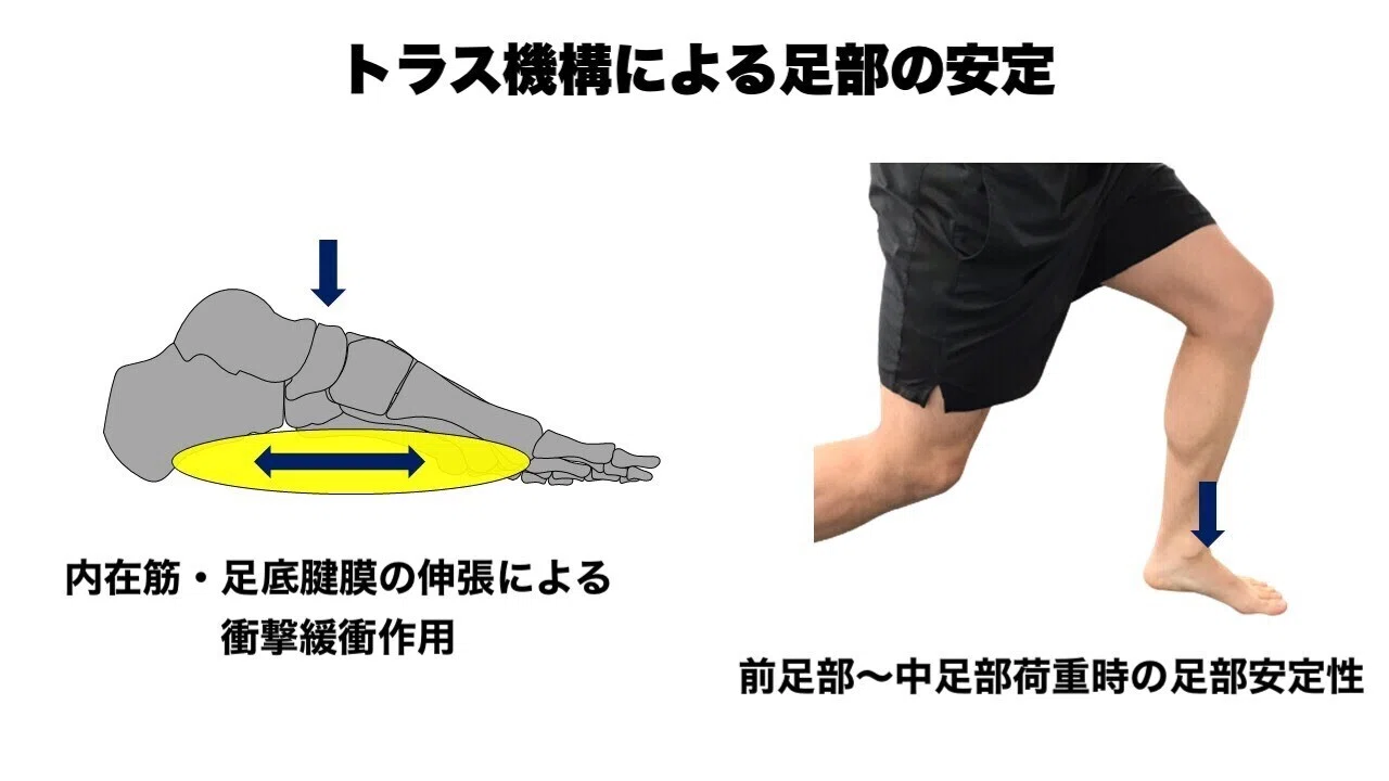 アキレス腱障害｜➃ CKCトレーニング｜L-fit.