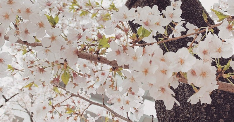 桜始めて開く　- 春・春分のこよみ -