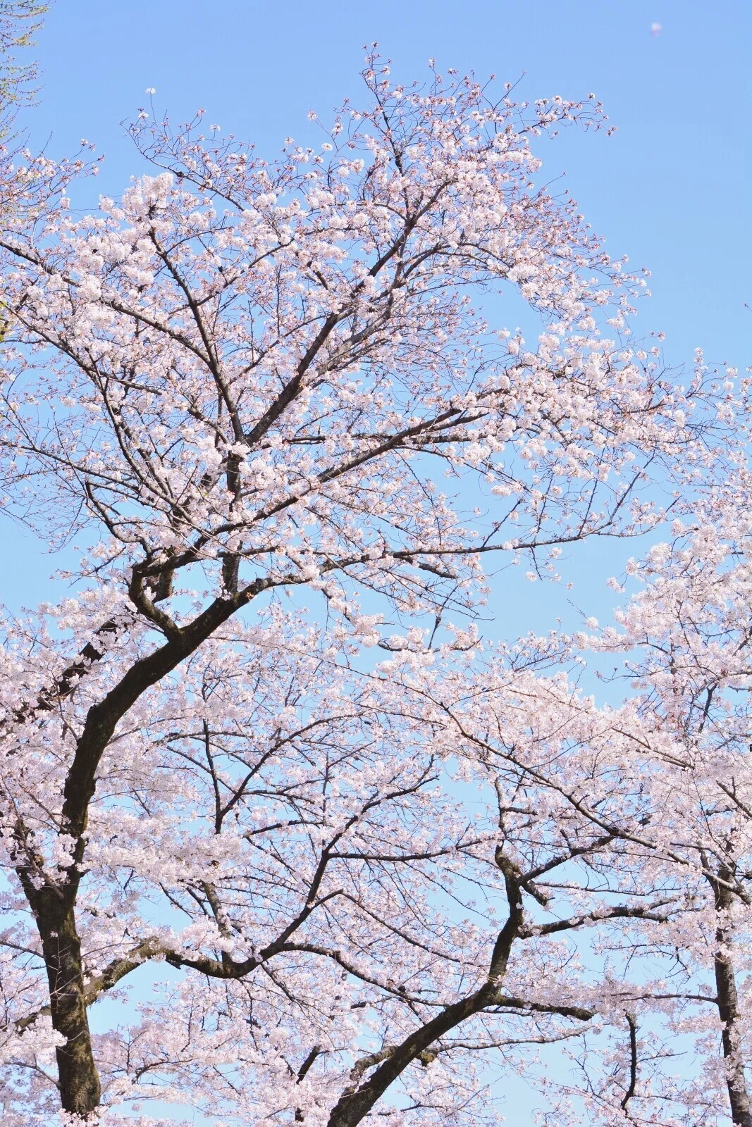 画像11