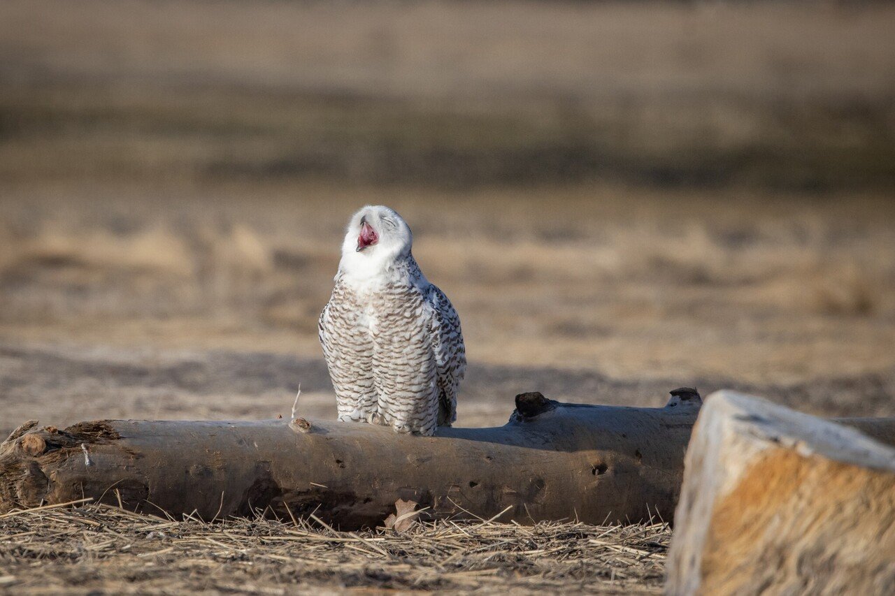 フクロウの知恵 月陽恋愛相談所 Noterさんとのコラボ作品 絵から生まれた物語 七田苗子 Note フクロウの知恵 月陽恋愛相談所 Noterさんとのコラボ作品 絵から生まれた物語 七田苗子 Note